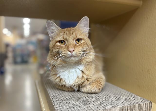 Shelter Stray Male Cat last seen CHARLOTTE, 8315 Byrum Dr, Charlotte, NC 28217, USA