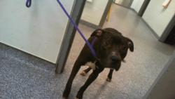 Shelter Stray Male Dog last seen CHARLOTTE, 8315 Byrum Dr, Charlotte, NC 28217, USA