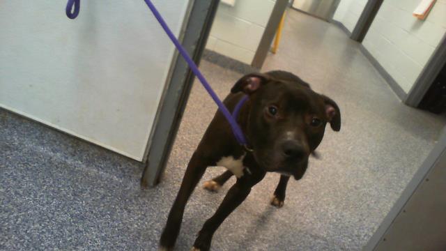 Shelter Stray Male Dog last seen CHARLOTTE, 8315 Byrum Dr, Charlotte, NC 28217, USA