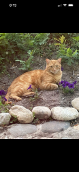 Lost Male Cat last seen Near North 200 West, Springville, UT 84663