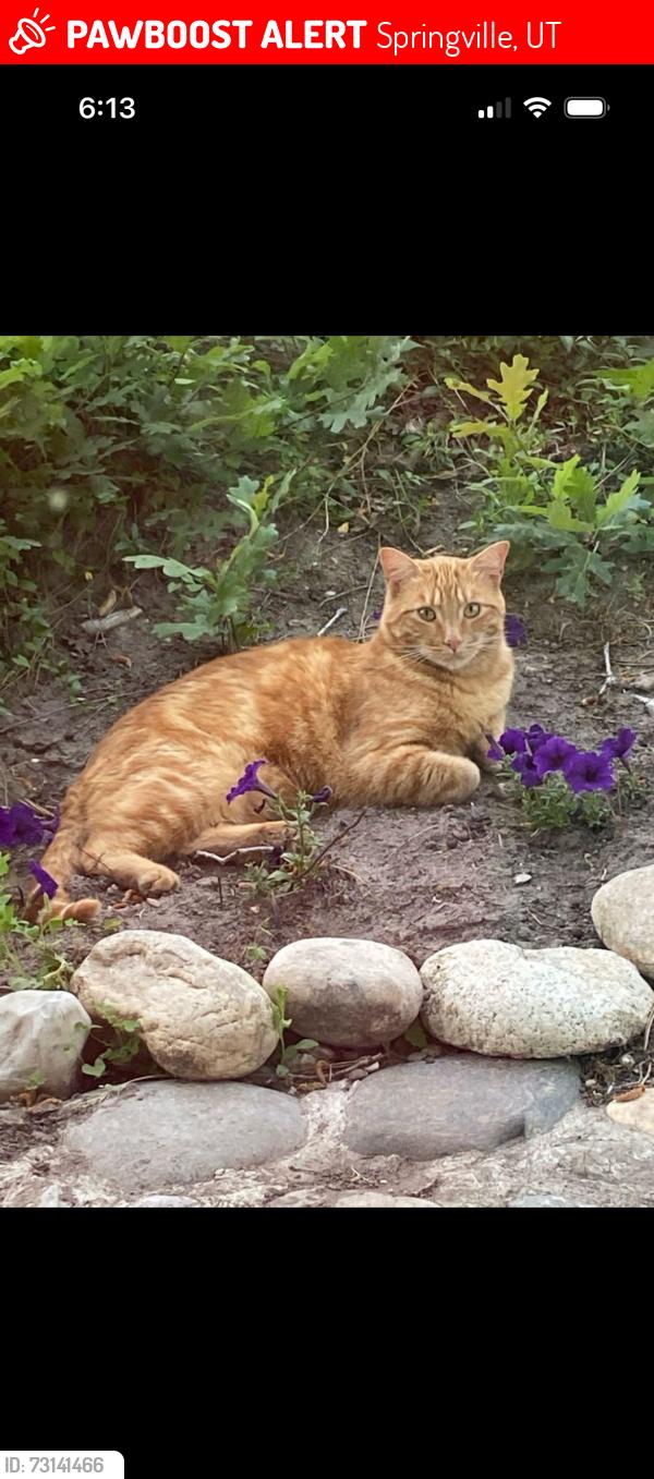 Lost Male Cat last seen Near North 200 West, Springville, UT 84663