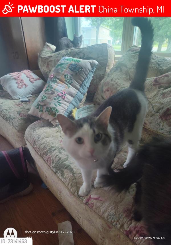 Lost Male Cat last seen St Clair county SNAP, China Township, MI 48054