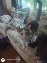 Lost Male Cat last seen St Clair county SNAP, China Township, MI 48054