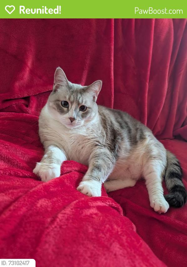 Reunited Female Cat last seen Tyler Ave NW and Stout, Piedmont, OK 73078