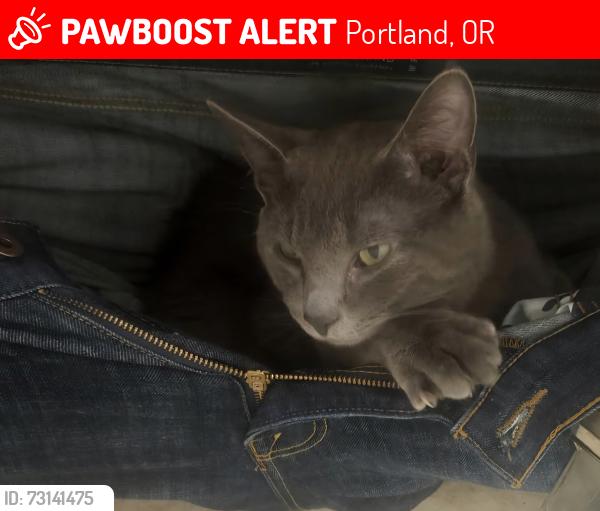 Lost Male Cat last seen Se 126th between Stark and Burnside, Portland, OR 97233