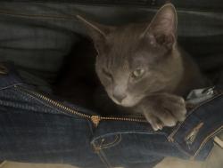 Lost Male Cat last seen Se 126th between Stark and Burnside, Portland, OR 97233