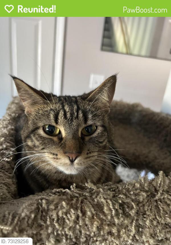 Reunited Female Cat last seen White bear lake police department, White Bear Lake, MN 55110