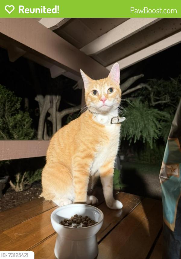 Reunited Male Cat last seen Chalk Ct. and Coffeyville Trl, Plano, TX 75023