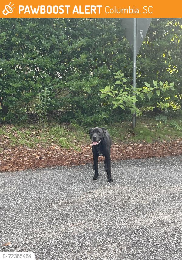 Found/Stray Male Dog last seen Dalloz and Beverly, Columbia, SC 29203