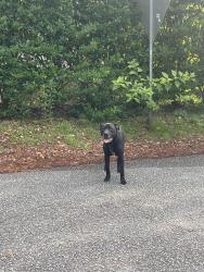 Found/Stray Male Dog last seen Dalloz and Beverly, Columbia, SC 29203