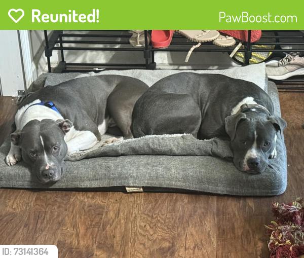Reunited Male Dog last seen Seaford & Bostick Ct, Fayetteville, NC 28314