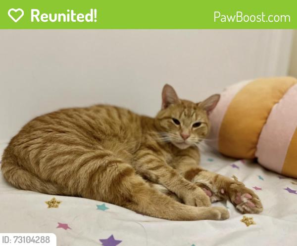 Reunited Male Cat last seen Appaloosa way, Red Lion, PA 17356