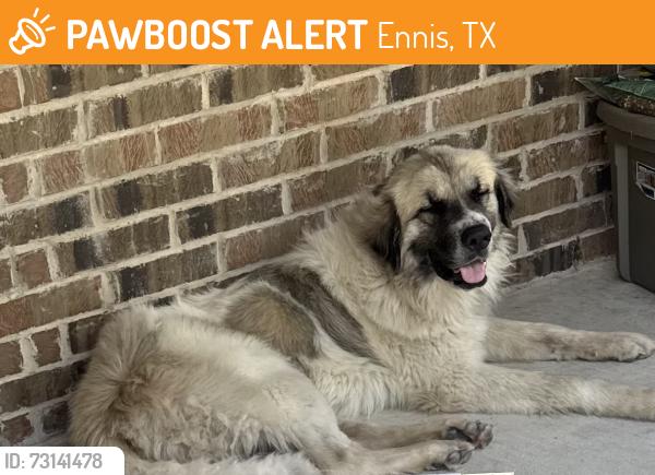 Found/Stray Male Dog last seen Ennis Main Street, Ennis, TX 75119