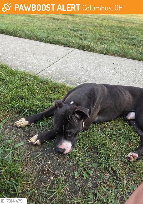 Found/Stray Male Dog last seen Garden Rdg and Cypress Chase, Columbus, OH 43228