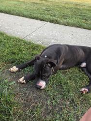 Found/Stray Male Dog last seen Garden Rdg and Cypress Chase, Columbus, OH 43228