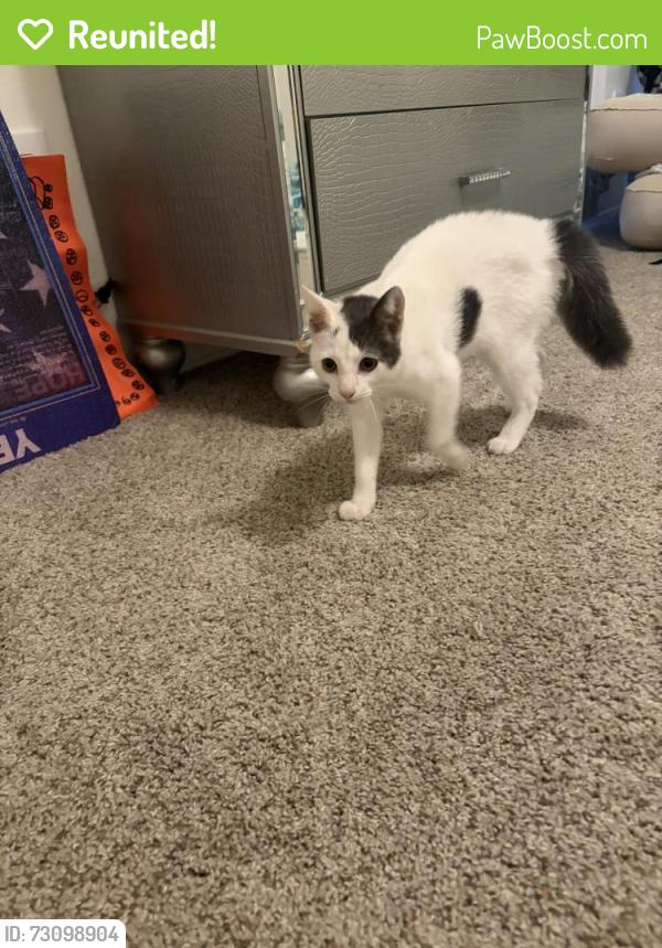 Reunited Unknown Cat last seen Lake Ashmere, San Diego, CA 92119