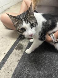 Found/Stray Unknown Cat last seen Pershing drive , Los Angeles, CA 90293