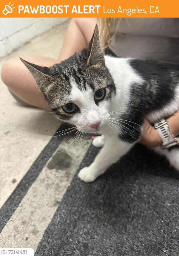 Found/Stray Unknown Cat last seen Pershing drive , Los Angeles, CA 90293