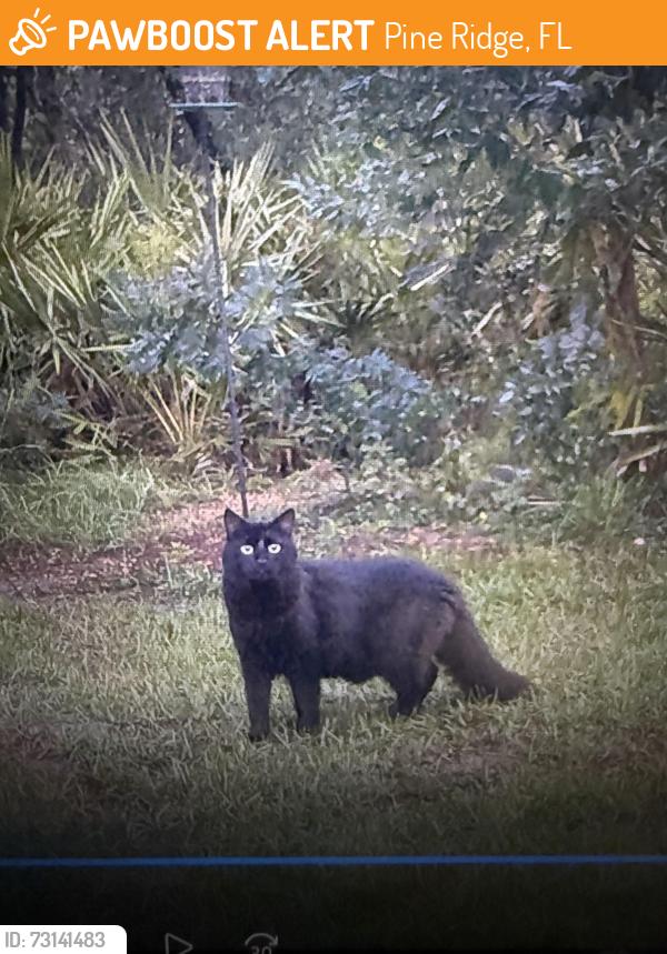 Found/Stray Unknown Cat last seen Buckhorn drive, Pine Ridge, FL 34465