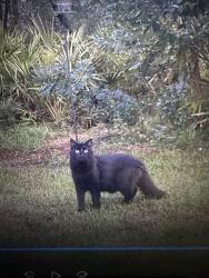 Found/Stray Unknown Cat last seen Buckhorn drive, Pine Ridge, FL 34465