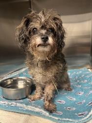 Reunited Female Dog last seen Near, Bushnell, FL 33513
