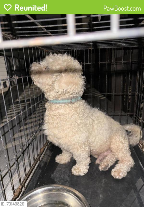 Reunited Male Dog last seen Old Leesburg rd, Hopkins, SC 29061