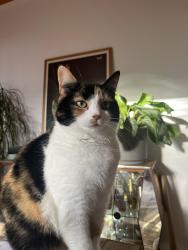Reunited Female Cat last seen Langdale Avenue, levenshulme, Greater Manchester, England 