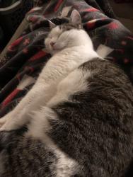 Reunited Female Cat last seen Woodside Rd, Yardley, PA 19067