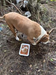 Reunited Female Dog last seen Windmill point, Kissimmee, FL 34746