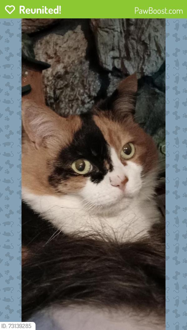 Reunited Female Cat last seen Near south 2200 west Taylorsville, Salt Lake City, UT 84129