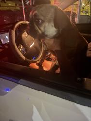 Reunited Female Dog last seen Beech ave and valley blvd, Fontana, CA 92335