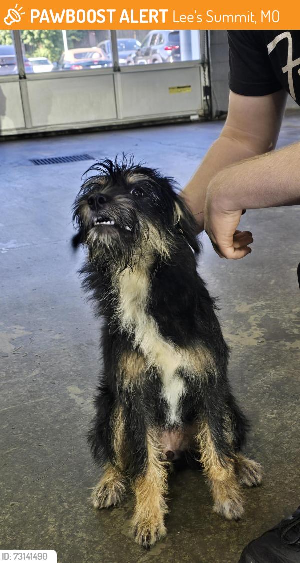 Found/Stray Female Dog last seen Luther mazda, Lee's Summit, MO 64081