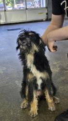 Found/Stray Female Dog last seen Luther mazda, Lee's Summit, MO 64081