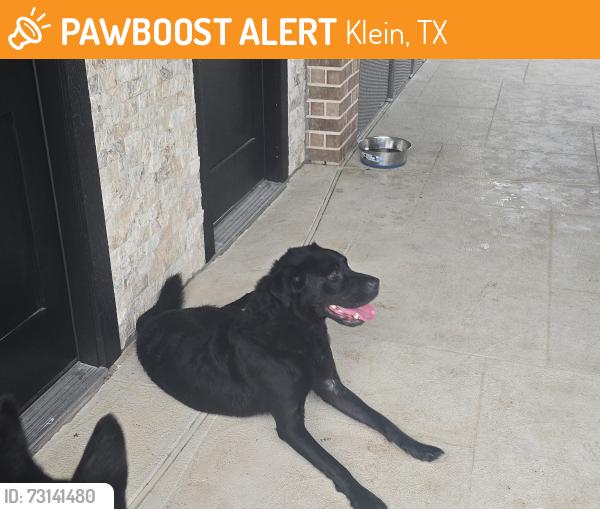 Found/Stray Male Dog last seen Gleannloch Farms, Klein, TX 77379