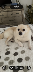Lost Male Dog last seen Baykal Dr and Brighton Lakes Blvd, Osceola County, FL 34746