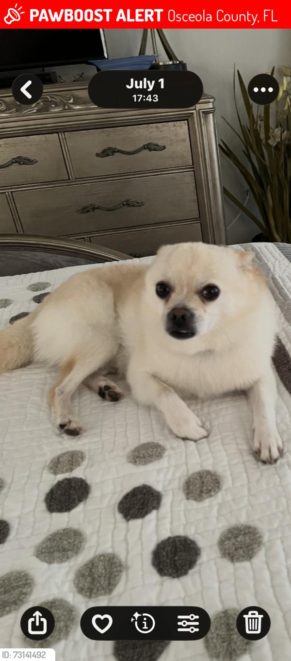 Lost Male Dog last seen Baykal Dr and Brighton Lakes Blvd, Osceola County, FL 34746