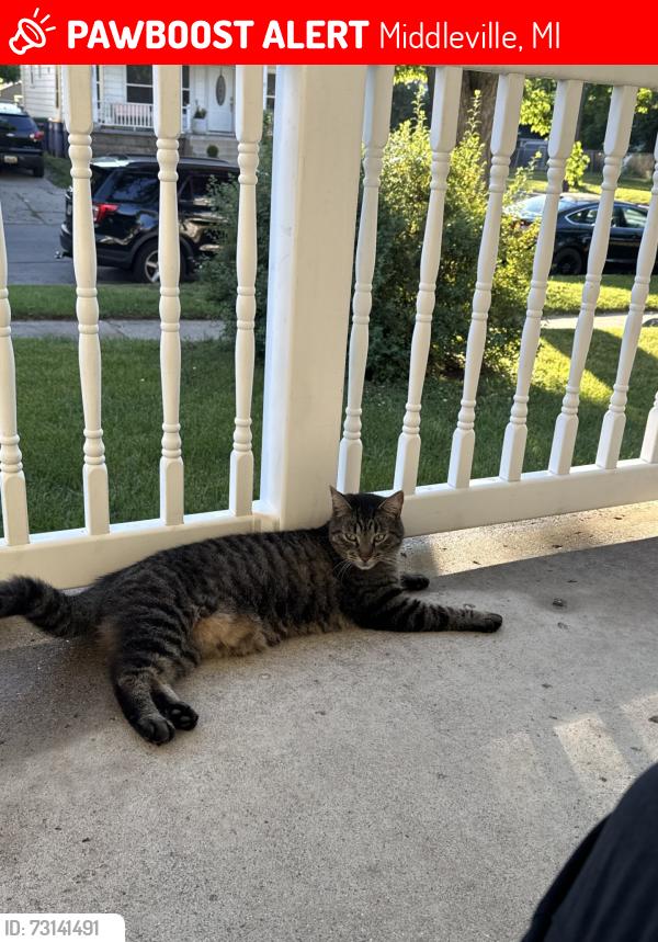 Lost Male Cat last seen In Middleville, Mi, Middleville, MI 49333