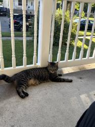 Lost Male Cat last seen In Middleville, Mi, Middleville, MI 49333