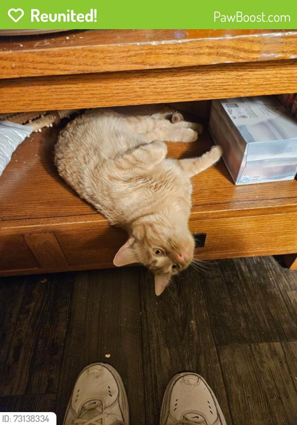 Reunited Male Cat last seen Iliff and Quentin, Aurora, CO 80014