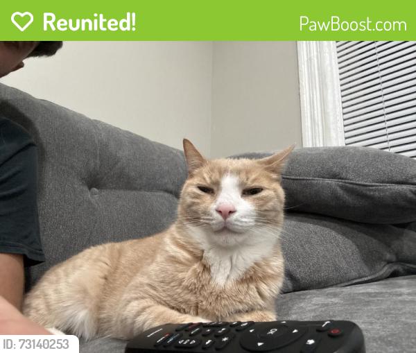 Reunited Male Cat last seen Near Furman St, Schenectady, NY 12304, USA, Schenectady, NY 12304