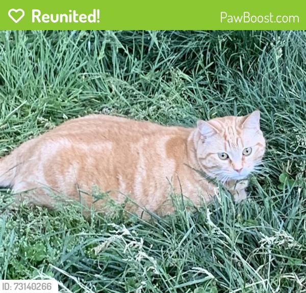Reunited Female Cat last seen Reynolda and Shattalon, Winston-Salem, NC 27106