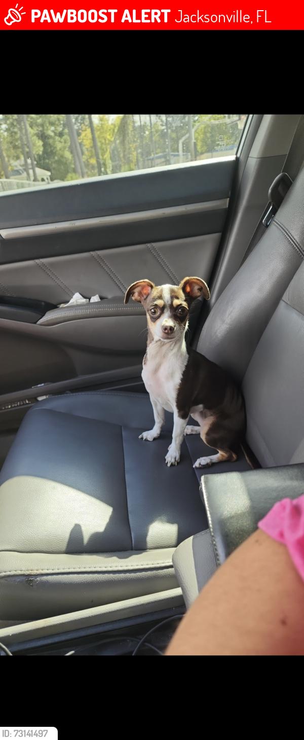Lost Female Dog last seen Near lake shore blvd Jacksonville fl 32205, Jacksonville, FL 32205