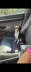 Lost Female Dog last seen Near lake shore blvd Jacksonville fl 32205, Jacksonville, FL 32205