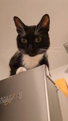 Reunited Male Cat last seen Beltingham and Brandon mill, Fulshear, TX 77441