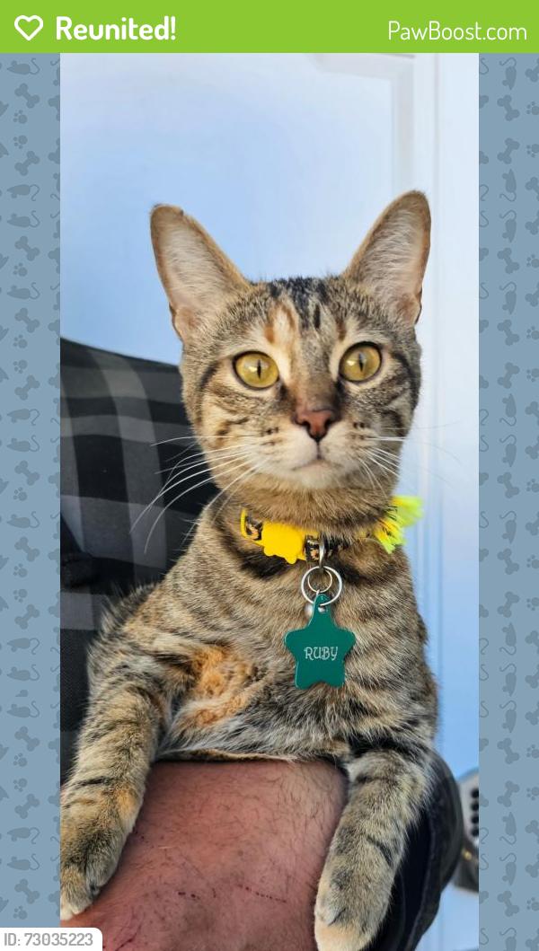 Reunited Female Cat last seen Forrester, Saskatoon, SK S7M 4J5