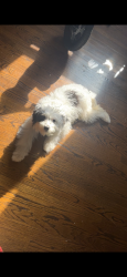 Lost Female Dog last seen Around pembroke public housing, Bethlehem, PA 18017
