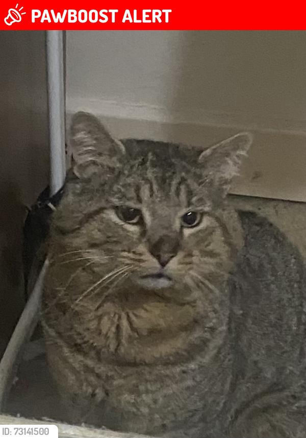 Lost Male Cat last seen Shoreditch Park, Greater London, England N1 7EL