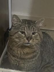 Lost Male Cat last seen Shoreditch Park, Greater London, England N1 7EL