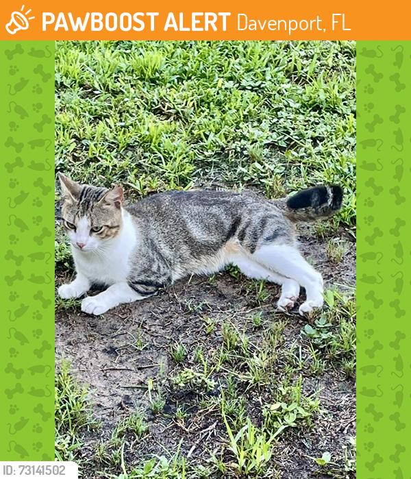 Found/Stray Male Cat last seen Loma Linda Subdivision Davenport Fl, Davenport, FL 33837