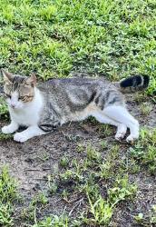 Found/Stray Male Cat last seen Loma Linda Subdivision Davenport Fl, Davenport, FL 33837